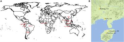 Genome-Wide Association Studies of 11 Agronomic Traits in <mark class="highlighted">Cassava (Manihot esculenta Crantz)</mark>